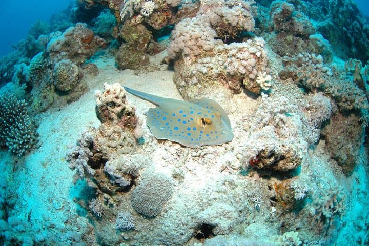 discover-scuba-diving-in-aqaba-introductory-padi-dive-for-ages-10-plus photo 4