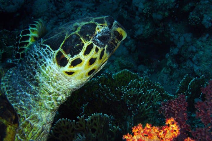 discover-scuba-diving-in-aqaba-introductory-padi-dive-for-ages-10-plus photo 5