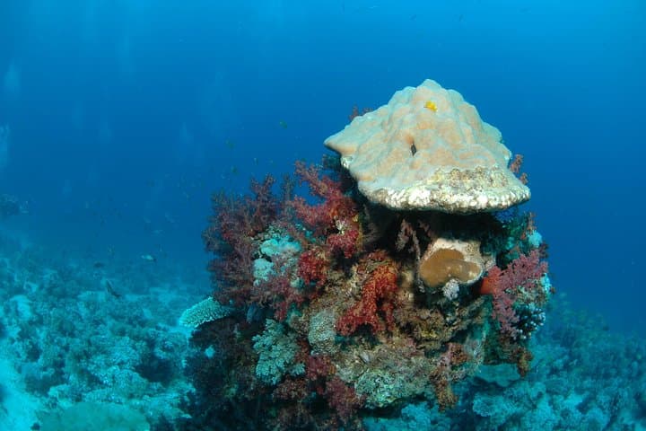 discover-scuba-diving-in-aqaba-introductory-padi-dive-for-ages-10-plus photo 6
