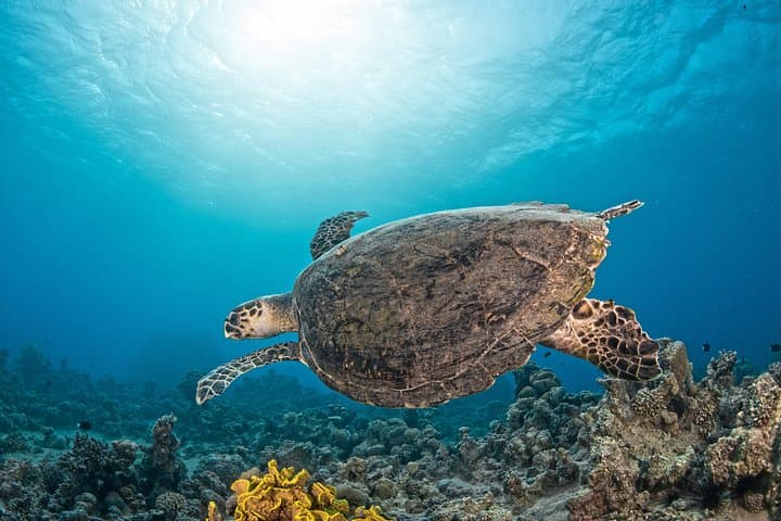 Aqaba Scuba Diving for Certified Divers — Red Sea Boat Dives & Snorkel Trips photo 5