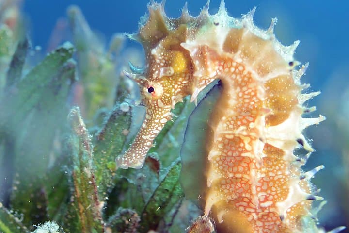Aqaba Scuba Diving for Certified Divers — Red Sea Boat Dives & Snorkel Trips photo 6