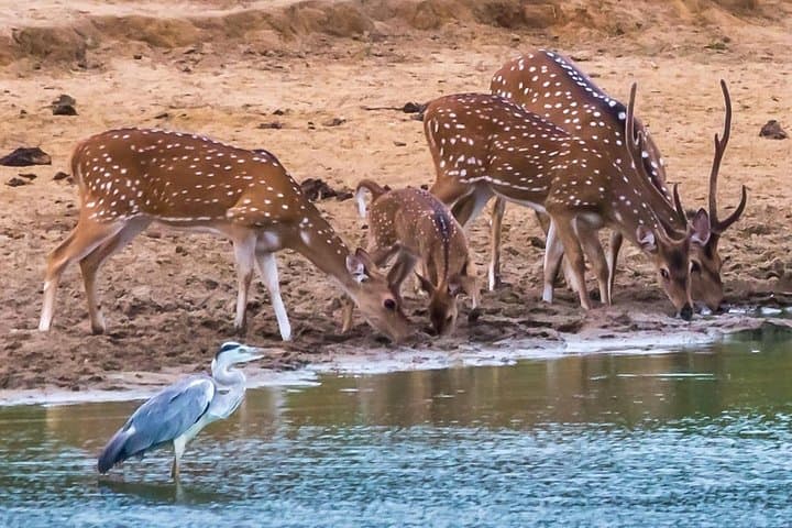 Udawalawe Elephant Transit Home Jeep Safari from Colombo: Day Wildlife Tour photo 2