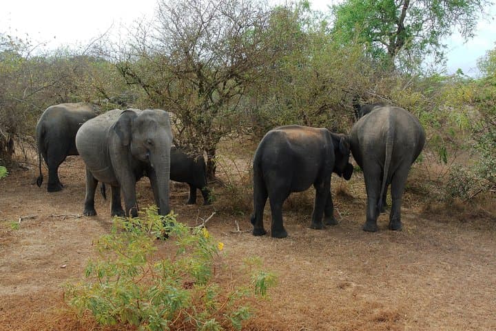 Udawalawe Elephant Transit Home Jeep Safari from Colombo: Day Wildlife Tour photo 6
