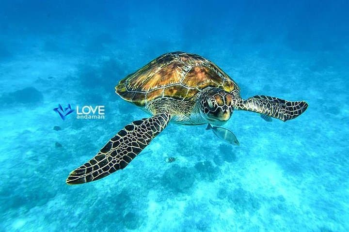 Similan Islands Snorkeling Day Trip from Phuket — Speedboat to Koh Similan & Bangu photo 3