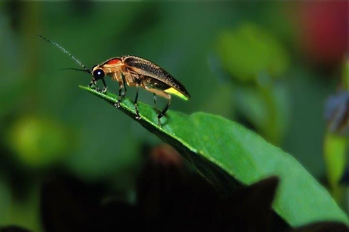 Bohol Private Firefly Watching Cruise on the Abatan River photo 3