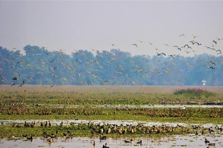 Pobitora Wildlife Sanctuary Safari from Guwahati: Rhino Jeep Tour, Lunch & Local Guide photo 4
