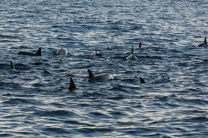 Pamilacan Island Dolphin & Whale Watching Tour from Tagbilaran