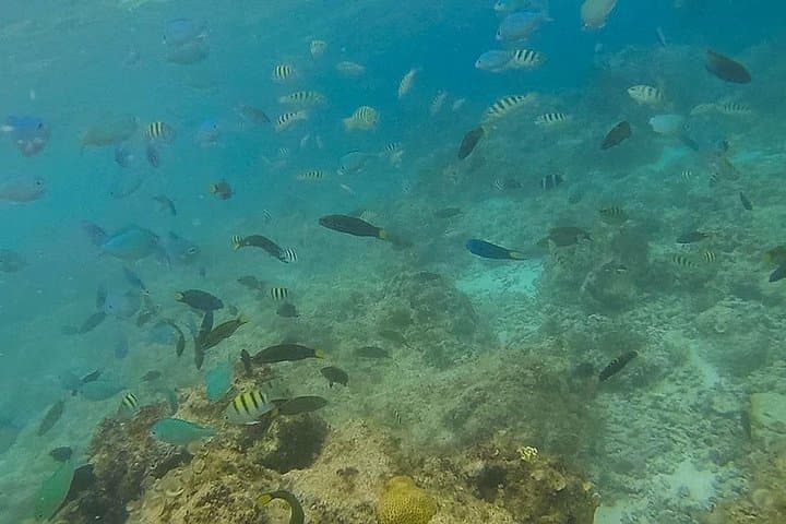 Pamilacan Island Dolphin & Whale Watching Tour from Tagbilaran photo 3