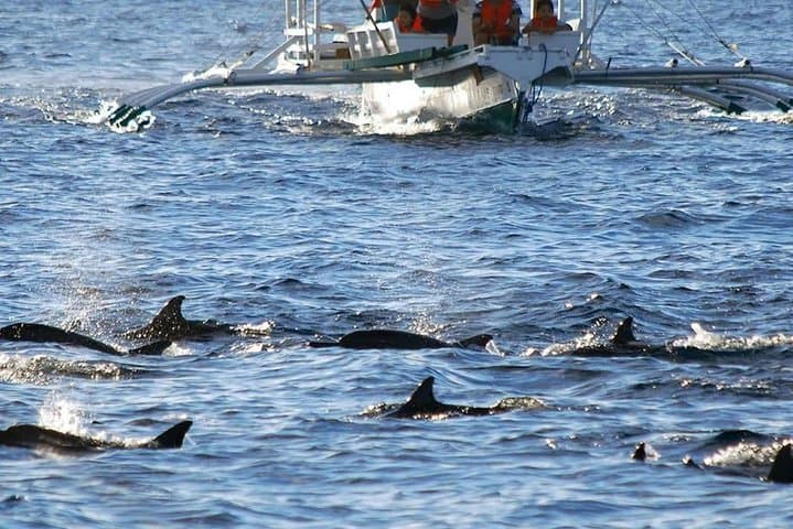 Pamilacan Island Dolphin & Whale Watching Tour from Tagbilaran photo 6