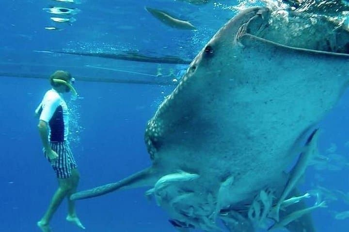 Cebu Full-Day Adventure: Oslob Whale Shark Swim, Canyoneering & Kawasan Falls photo 3