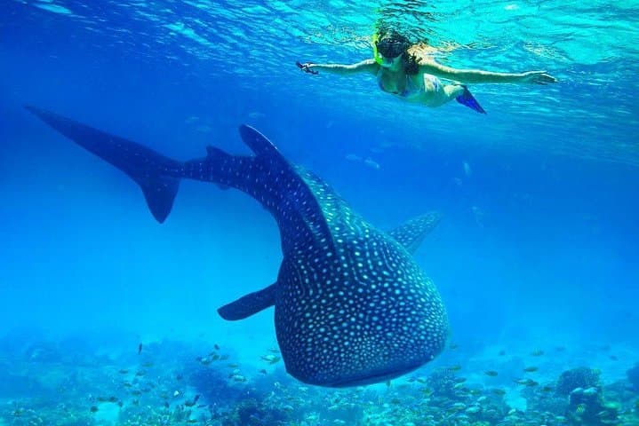 Oslob Whale Shark Watching, Aguinid Falls & Sumilon Island Day Trip from Cebu photo 5