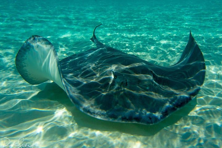 Stingray City, Coral Gardens & Starfish Beach: Snorkel the Best of Grand Cayman in 3.5 Hours