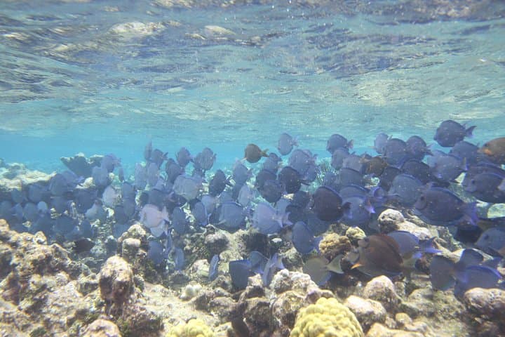 Stingray City, Coral Gardens & Starfish Beach: Snorkel the Best of Grand Cayman in 3.5 Hours photo 2