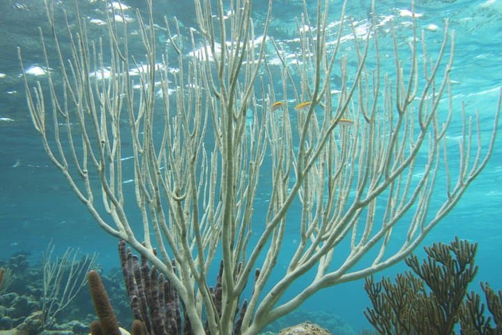 Stingray City, Coral Gardens & Starfish Beach: Snorkel the Best of Grand Cayman in 3.5 Hours photo 4