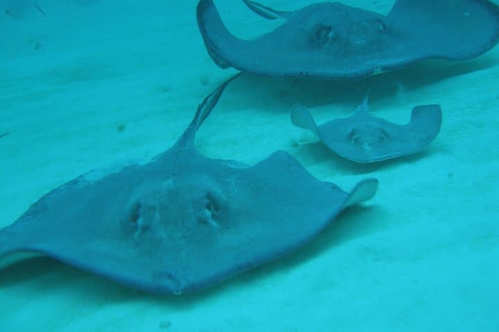 Stingray City, Coral Gardens & Starfish Beach: Snorkel the Best of Grand Cayman in 3.5 Hours photo 6