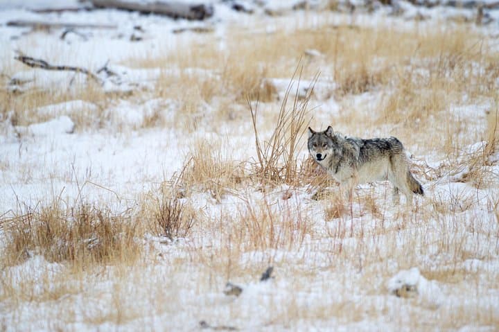 Ultimate Yellowstone Wolf Watching & Wildlife Safari: Private Guided Adventure