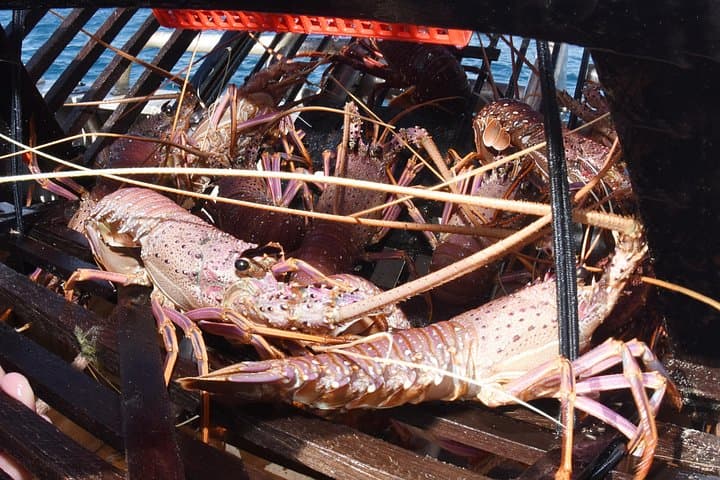 Geraldton Lobster Pot Pull: Hands-On Western Rock Lobster Pot Fishing Tour photo 3