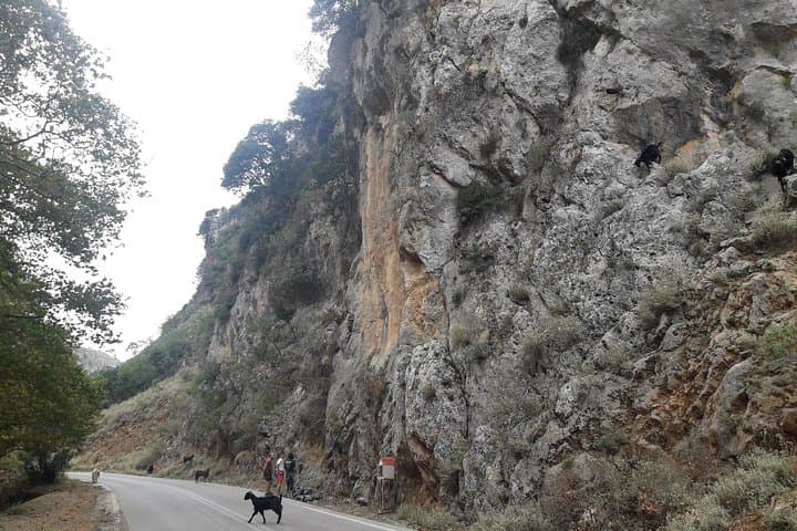 Therisso Gorge & White Mountains: Private Nature Tour with Farm Lunch (Chania) photo 5