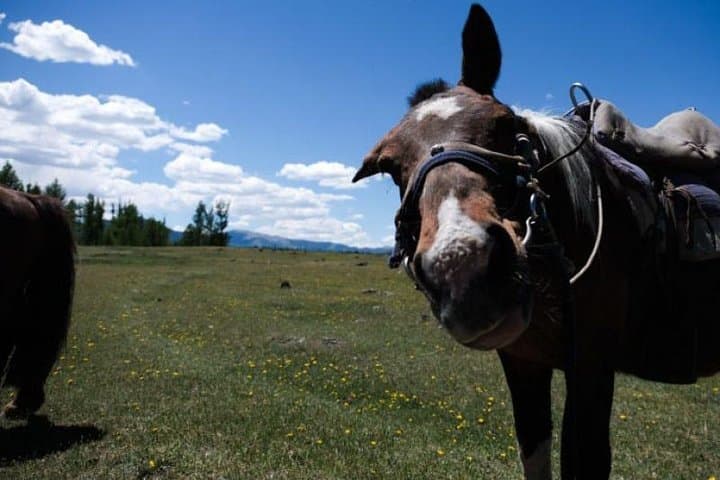 10-Day Horse Trekking in Khentii: Terelj to Khagiin Khar Lake Adventure photo 3