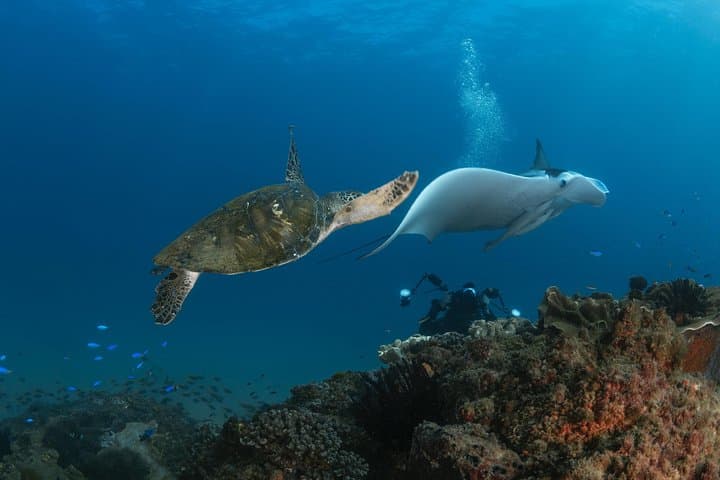 Try Scuba Diving at Cook Island — Guided Ocean Dive with Turtles (Gold Coast) photo 2