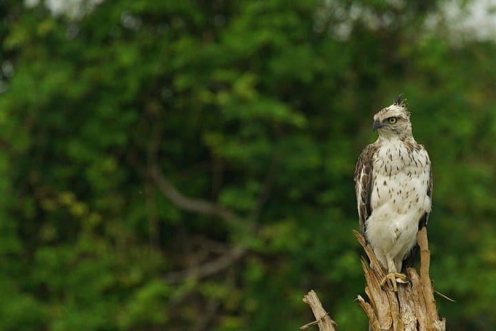 Half-Day Udawalawe Safari from Kalutara — Elephant & Birdwatching with Lunch photo 4