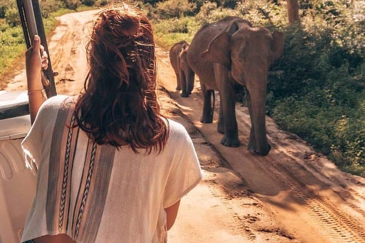 Half-Day Udawalawe Safari from Kalutara — Elephant & Birdwatching with Lunch photo 2
