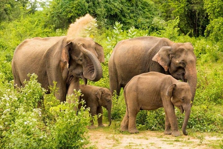 Half-Day Udawalawe Safari from Ella — Elephant Encounters & Birding photo 6
