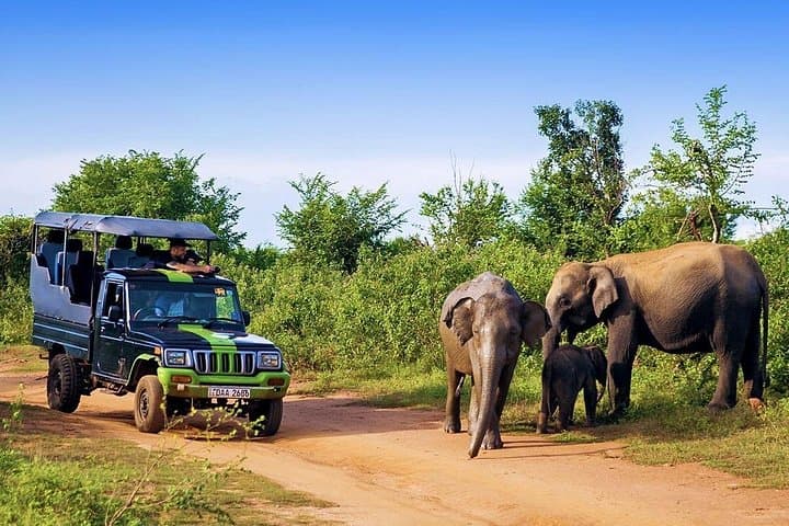Half-Day Udawalawe Safari from Kalutara — Elephant & Birdwatching with Lunch