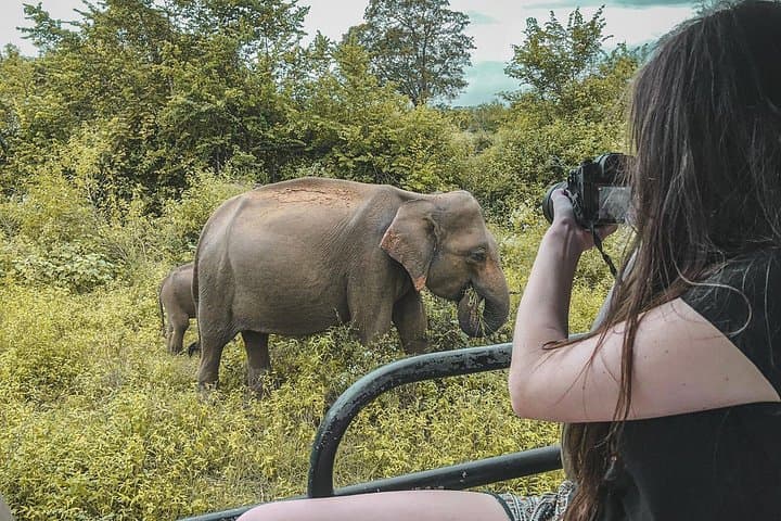 Udawalawe Half-Day Safari: See Wild Elephants and Birdlife from Galle photo 1