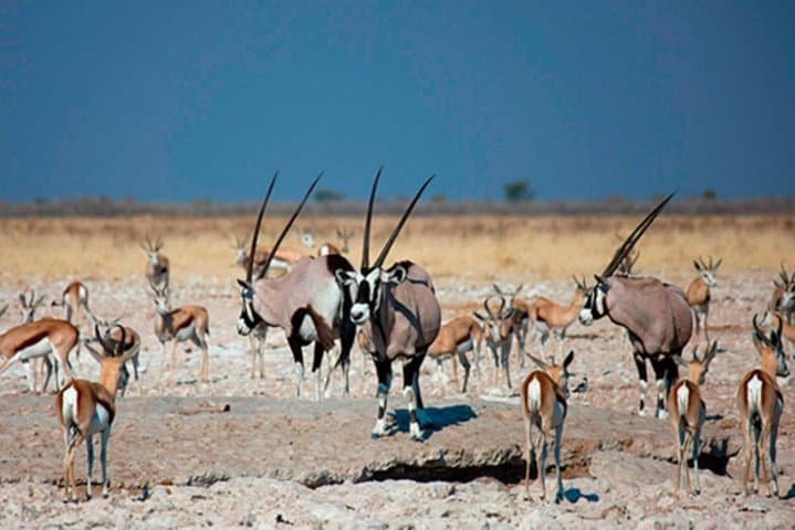 Self-drive Namibia: Windhoek, Etosha, Swakopmund & Sossusvlei 10-Day Adventure