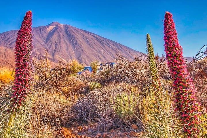 Private Teide National Park Shore Excursion with Cable Car — 8-Hour Guided Tour photo 5