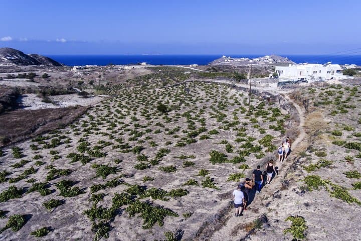 Santorini Cooking Class & Easy Hike — Mesa Pigadia Culinary Trail photo 3