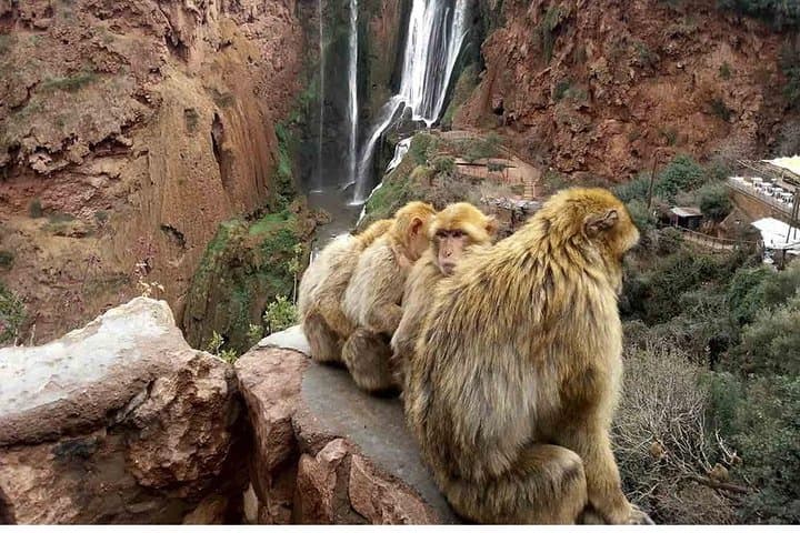 Ouzoud Waterfall Day Trip From Marrakech: Full-Day Guide photo 6