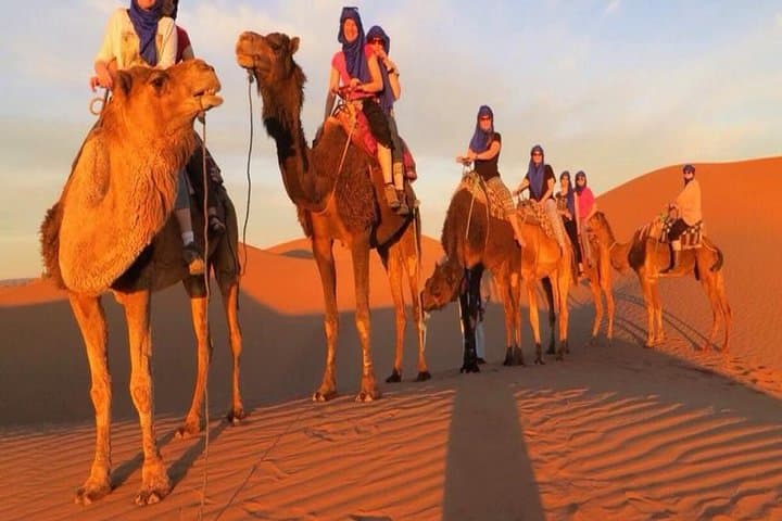 Marrakech Palmeraie Camel Ride: Hour-Long Trek Through the Palm Groves photo 3