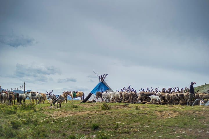 Horse Trekking Through Mongolia’s Taiga: 19-Day Ride with Reindeer Herders