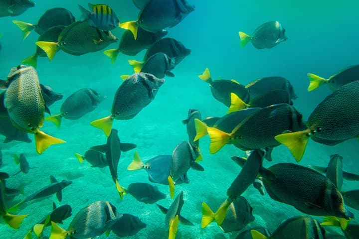 Huatulco Shore Snorkel: Premium Family Snorkeling in Santa Cruz Bay photo 4