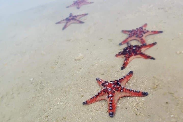 Hideaway Island & Blue Lagoon: Port Vila Turtle Snorkel Escape photo 3