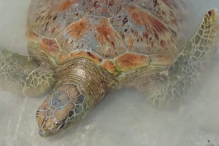 Hideaway Island & Blue Lagoon: Port Vila Turtle Snorkel Escape photo 4