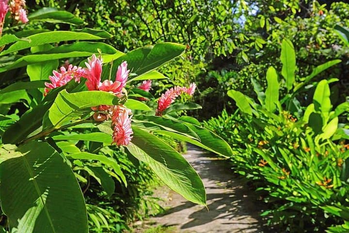 St. Lucia Botanical Gardens & Diamond Falls Waterfall Tour — Soufrière Day Trip