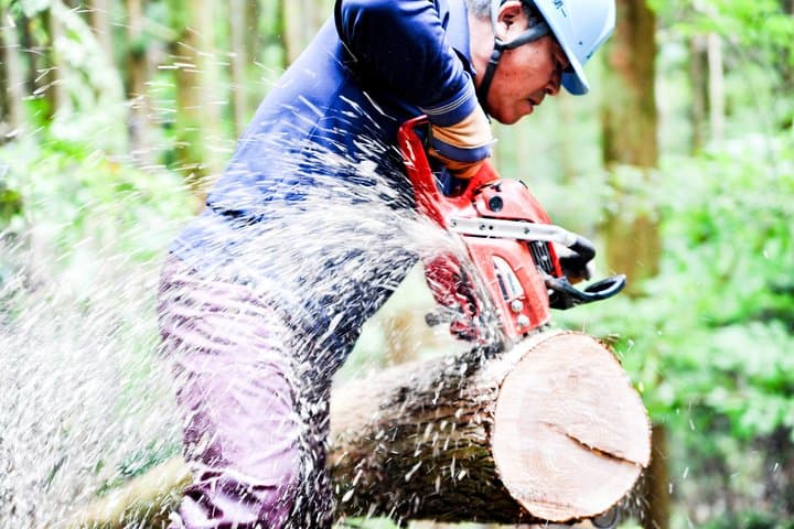 Rural Forestry Tour in Aso Minamioguni — Cedar Culture & Lumberjack Experience photo 1