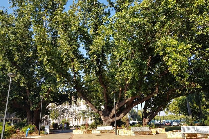 Darwin Heritage Walk: CBD History, WWII Sites & Harbour Views photo 2