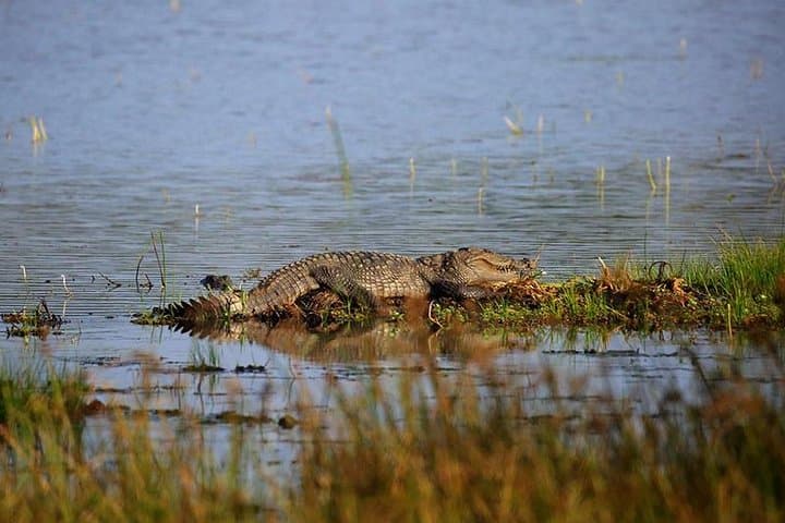 Wilpattu Full-Day Safari from Negombo — Leopard Encounters & Birdlife photo 3