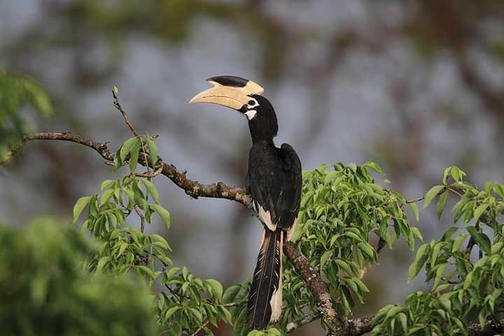 Wilpattu Full-Day Safari from Negombo — Leopard Encounters & Birdlife photo 6