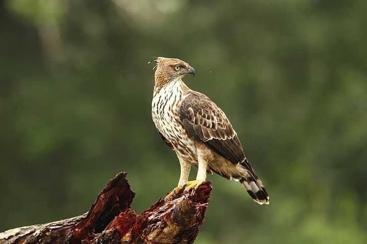 Wilpattu Full-Day Safari from Negombo — Leopard Encounters & Birdlife photo 5