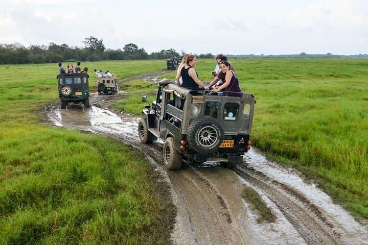 Wilpattu Full-Day Safari from Negombo — Leopard Encounters & Birdlife photo 4