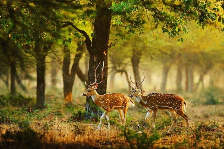 Wilpattu Full-Day Safari from Negombo — Leopard Encounters & Birdlife