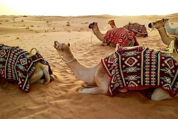 Abu Dhabi Sunset Desert Safari: 4x4 Dune Bashing, BBQ & Bedouin Camp Experience photo 2