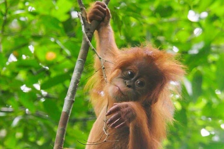 Bukit Lawang 4-Day Jungle Trek to Gunung Leuser and Wild Orangutans photo 1