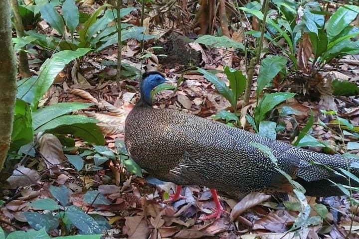 Bukit Lawang 4-Day Jungle Trek to Gunung Leuser and Wild Orangutans photo 2
