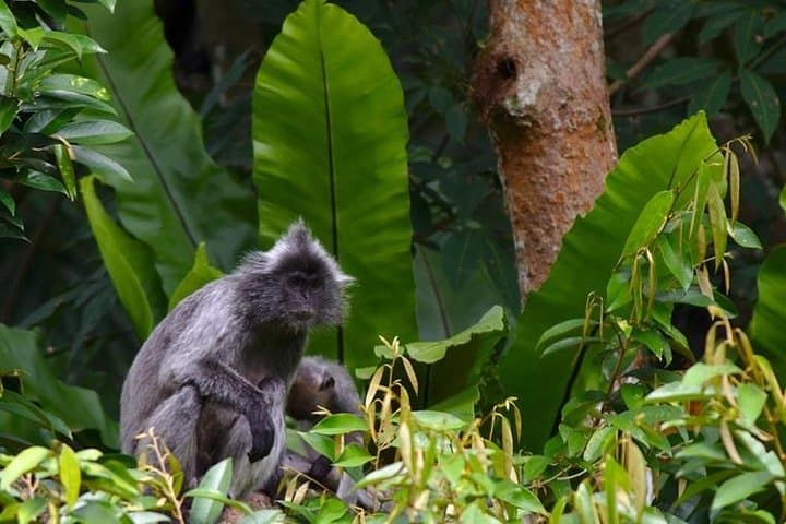 Bukit Lawang 4-Day Jungle Trek to Gunung Leuser and Wild Orangutans photo 3
